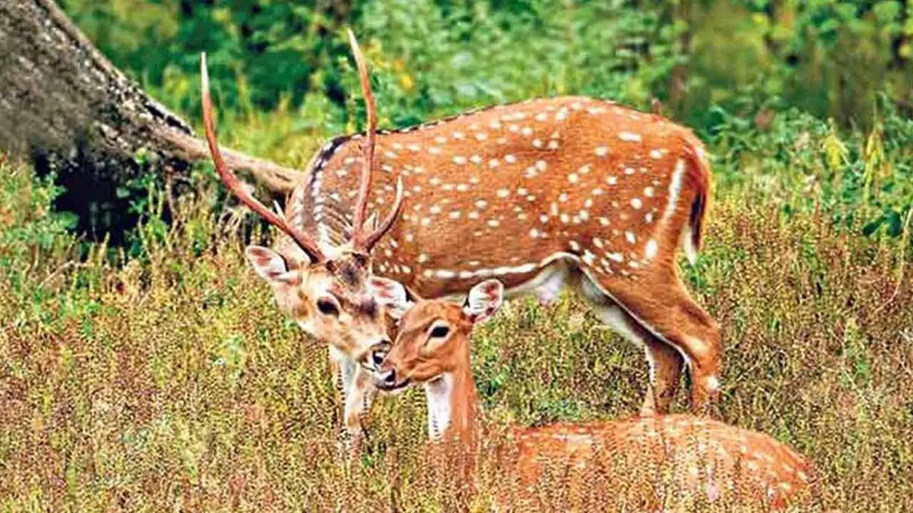 HCU | హెచ్‌సీయూలో వీధి కుక్క‌ల స్వైర‌విహారం.. రెండు జింక‌లు మృతి