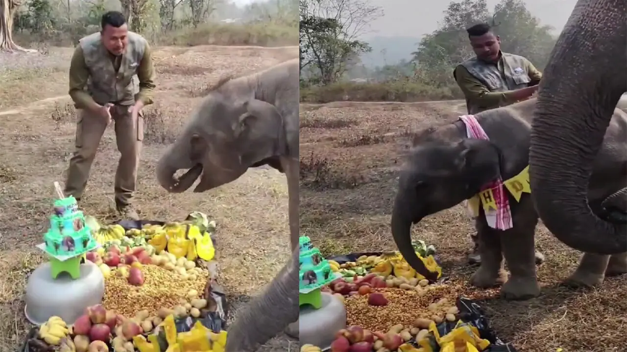 Elephant Birthday Video : ఏనుగు పిల్లకుపుట్టిన రోజు వేడుకలు..వీడియో వైరల్