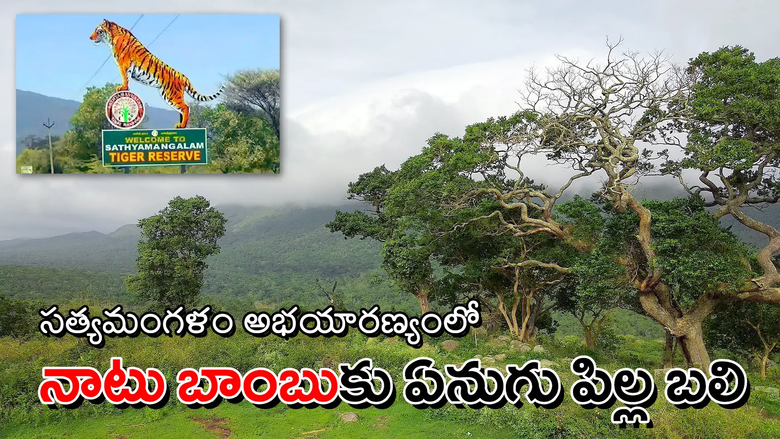 View of Sathyamangalam Tiger Reserve with title graphic about elephant calf killed by country-made bomb.