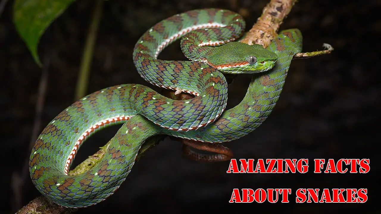Amazing Facts About Snakes | పాముల గురించి 16 ఆశ్చర్యకర నిజాలు! వీటిలో మీకెన్ని తెలుసు?