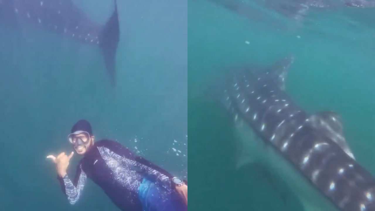 whale shark spotted at Rushikonda beach