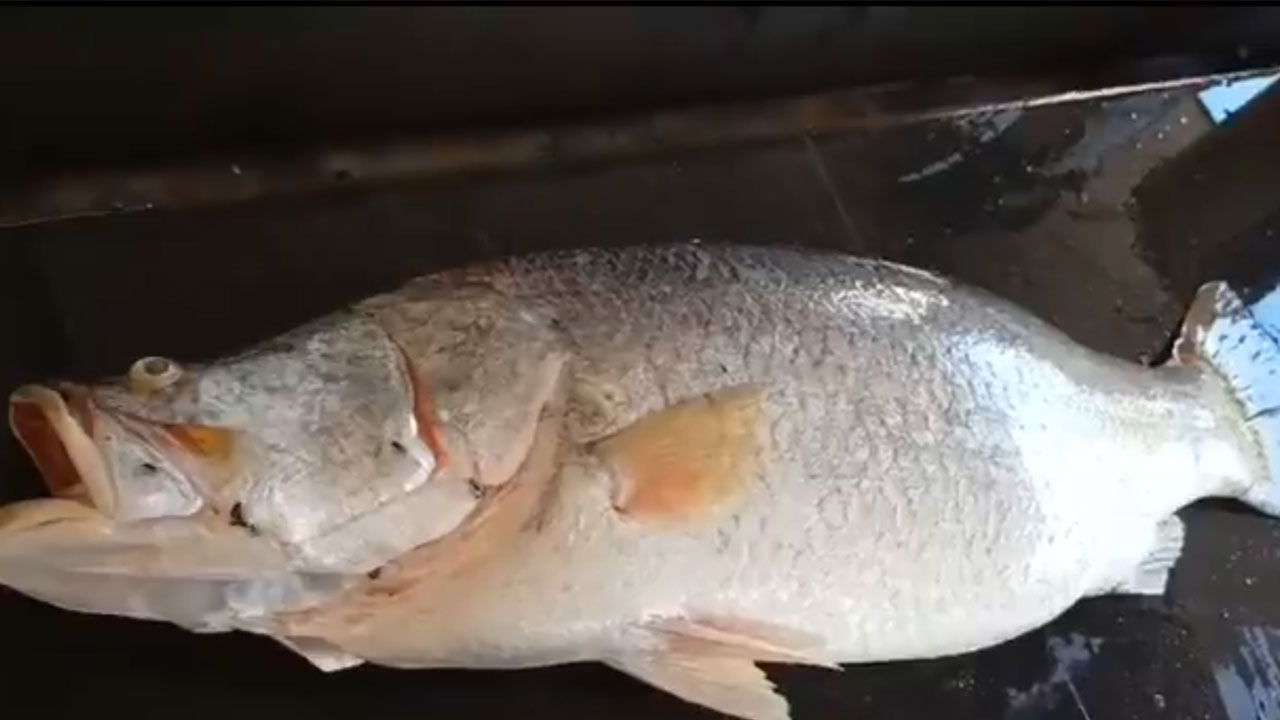 Pandugappa Fish : గోదావరిలో చిక్కిన పండుగప్ప చేప..భారీ ధరకు విక్రయం