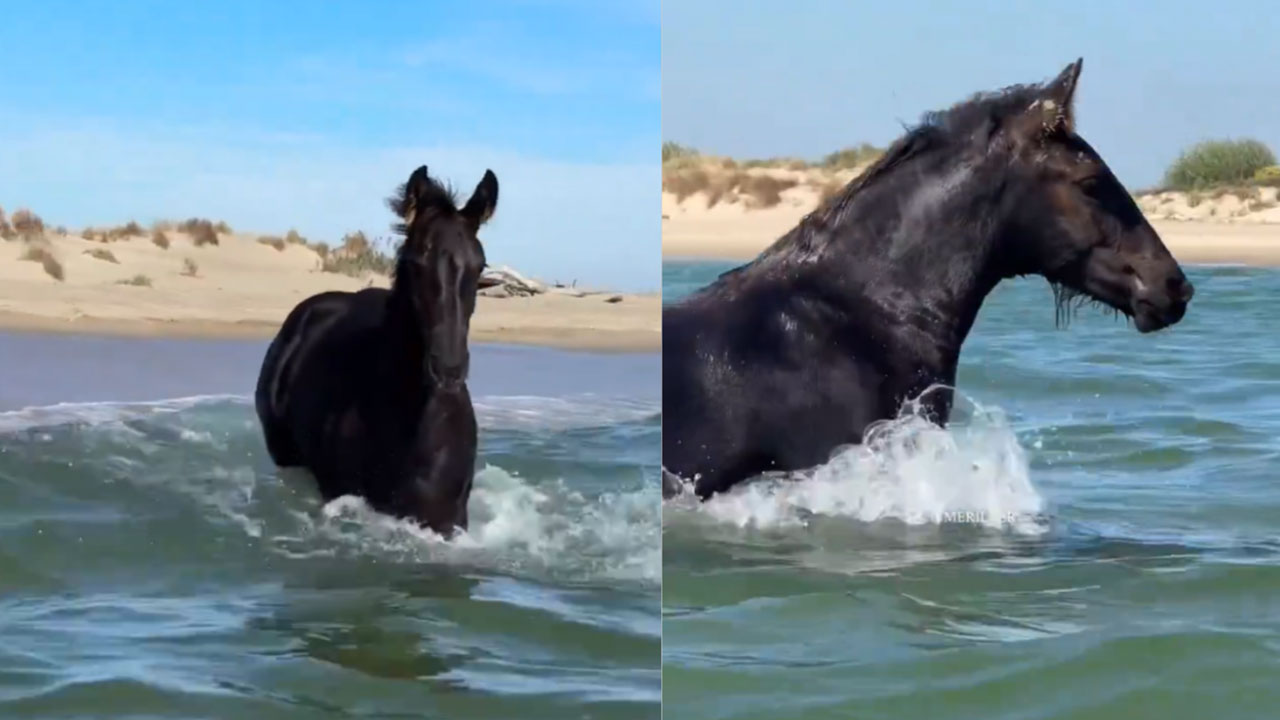 Baby Horse Playing in Ocean Waves