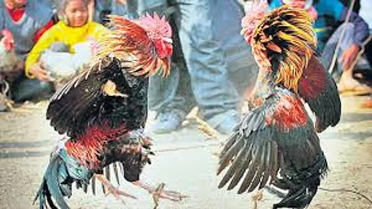 Sankranti Cock Fights : సంక్రాంతి కోడి పందాలు..రక్త చరిత్ర మూలాలు