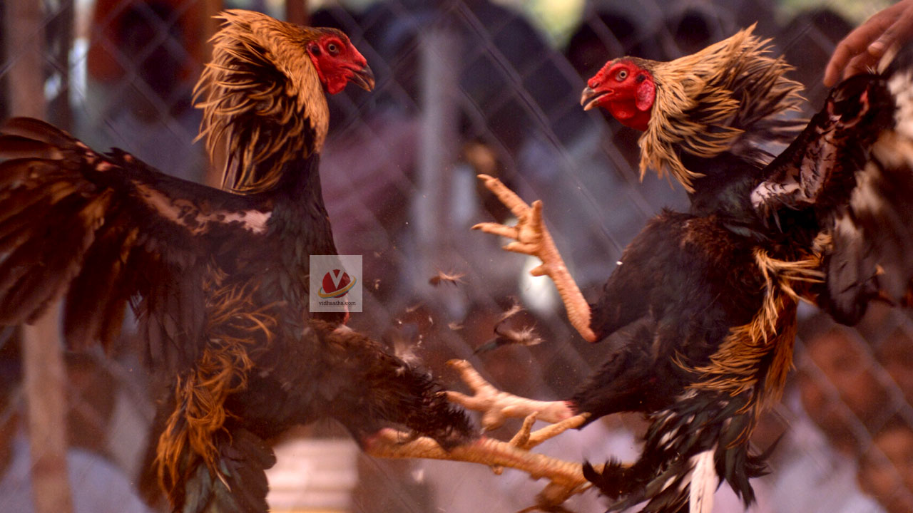 Sankranti Cock big Fight| సంక్రాంతి కోళ్ల పందాల బిగ్ ఫైట్ ప్రైజ్ రూ.1.53కోట్లు