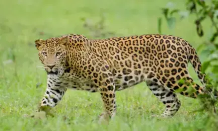 Leopard Attack| యాదాద్రి భువనగిరి జిల్లాలో చిరుత కలకలం