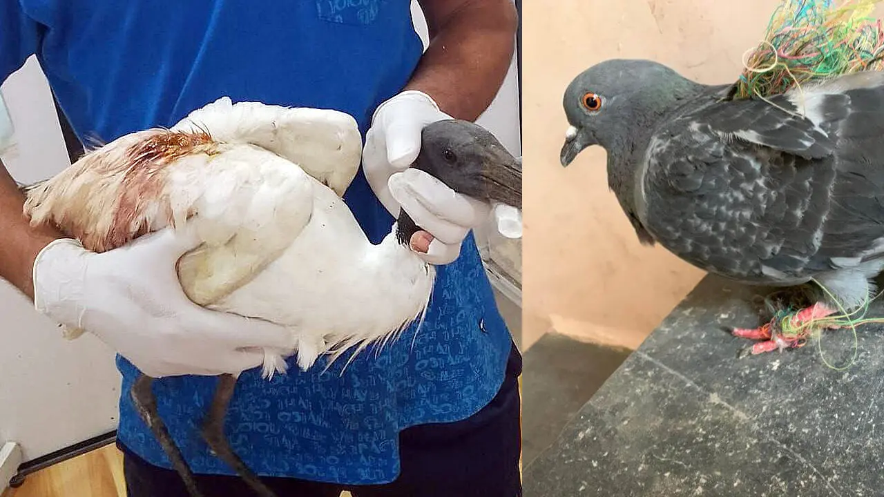 Rescue workers treat birds critically injured by sharp Chinese manja strings in Hyderabad