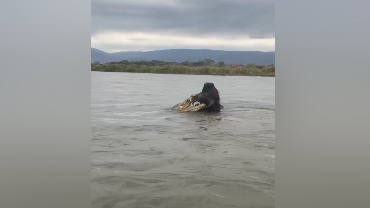 Crocodile Attacks Wild Buffalo
