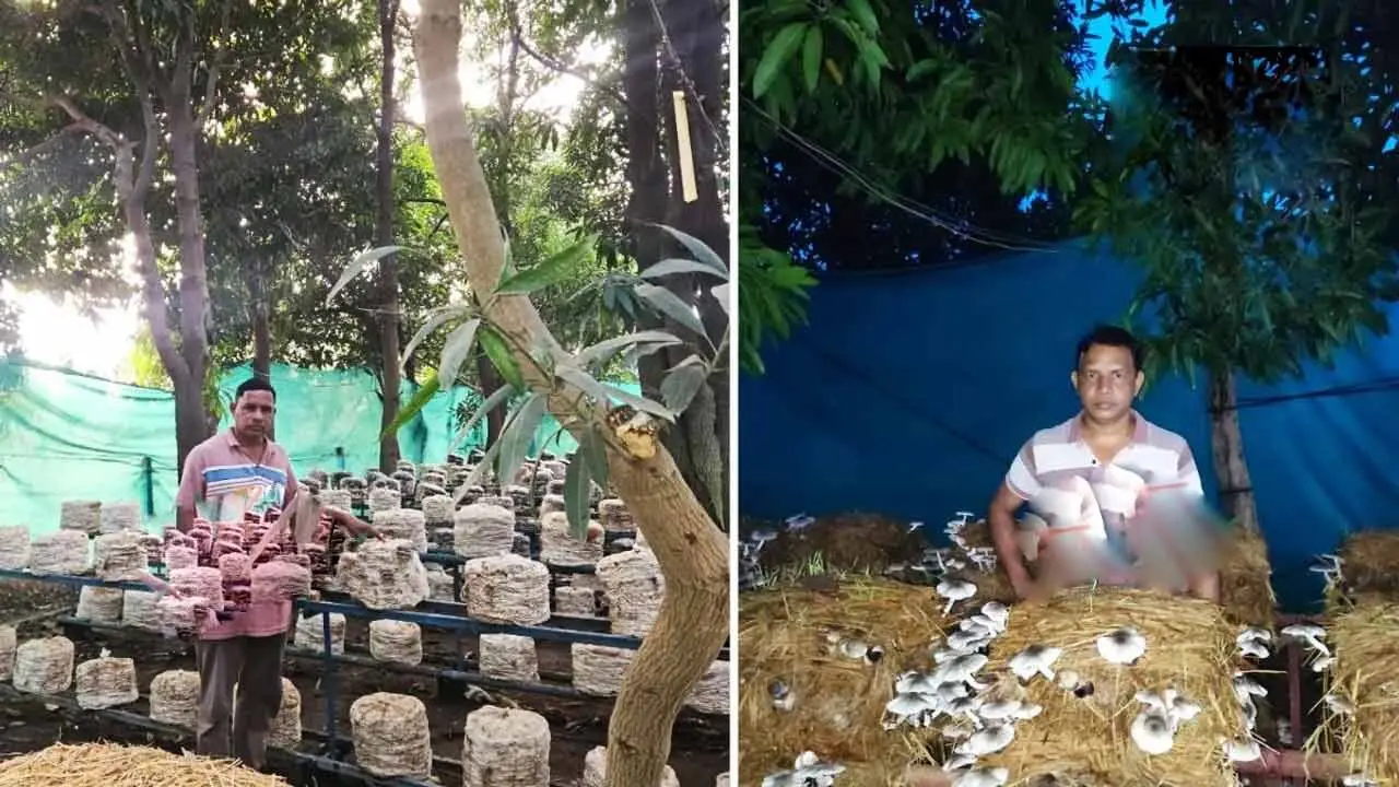 Mushrooms Cultivation | మామిడి తోట‌లో పుట్ట‌గొడుగుల సాగు.. రోజుకు రూ. 10 వేలు సంపాదిస్తున్న పీజీ గ్రాడ్యుయేట్