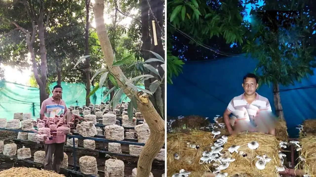 Mushrooms Cultivation | మామిడి తోట‌లో పుట్ట‌గొడుగుల సాగు.. రోజుకు రూ. 10 వేలు సంపాదిస్తున్న పీజీ గ్రాడ్యుయేట్