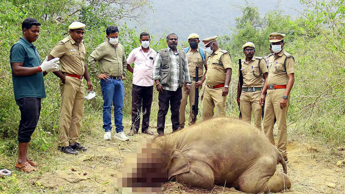 Forest officials inspecting the spot where an elephant calf was killed due to a crude country-made bomb in Sathyamangalam Tiger Reserve.