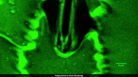 Plants Breathing Video : మొక్కలు శ్వాస ఎలా తీసుకుంటాయో తెలుసా..? ఈ వీడియోలో చూడండి