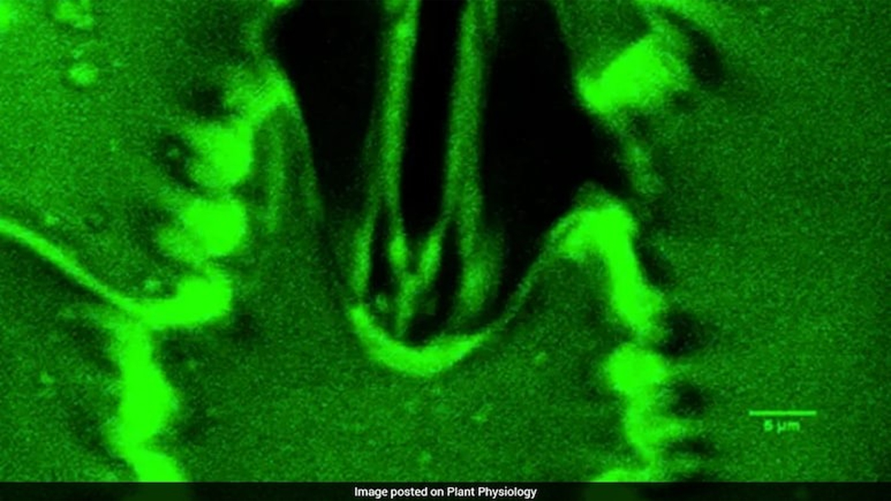 Plants Breathing Video