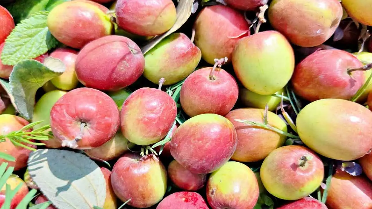 Plum Farming | రేగుకాయలతో లక్షలు సంపాదిస్తున్న బీహార్‌ రైతు..