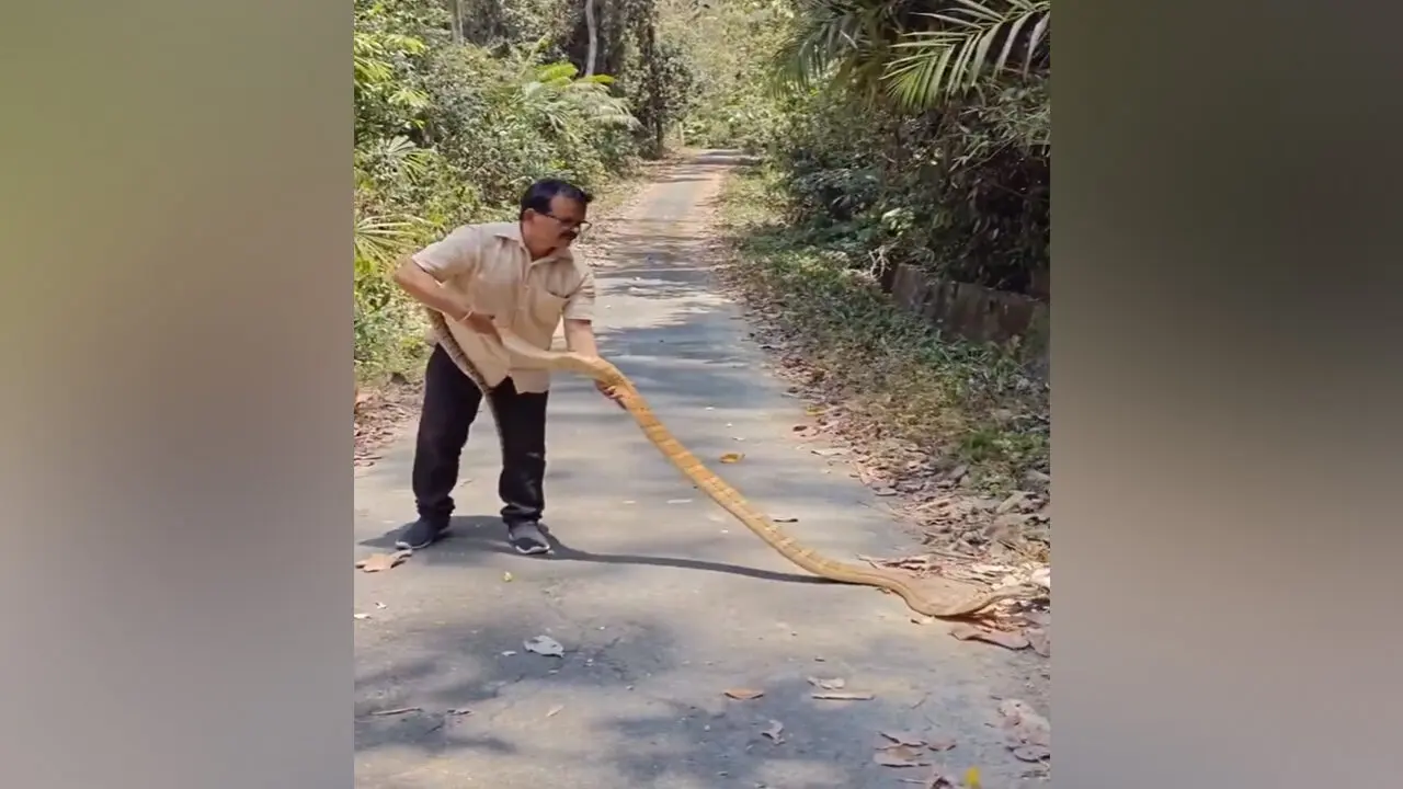 King Cobra | కింగ్ కోబ్రా క్యాచింగ్.. బిగ్ డేరింగ్ !