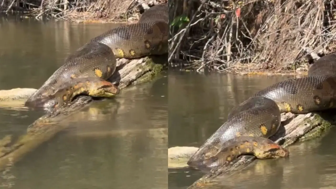 Viral Video : బిగ్ అనకొండ..చూసేయండి వీడియో
