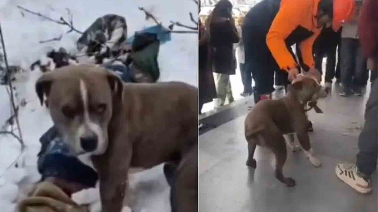 Pitbull Guards Owners Body in Chamba