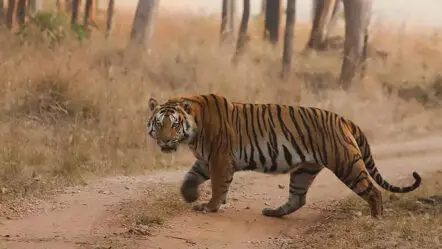 Tiger Tension : పెద్ద పులుల భయంలో తెలుగు రాష్ట్రాలు !