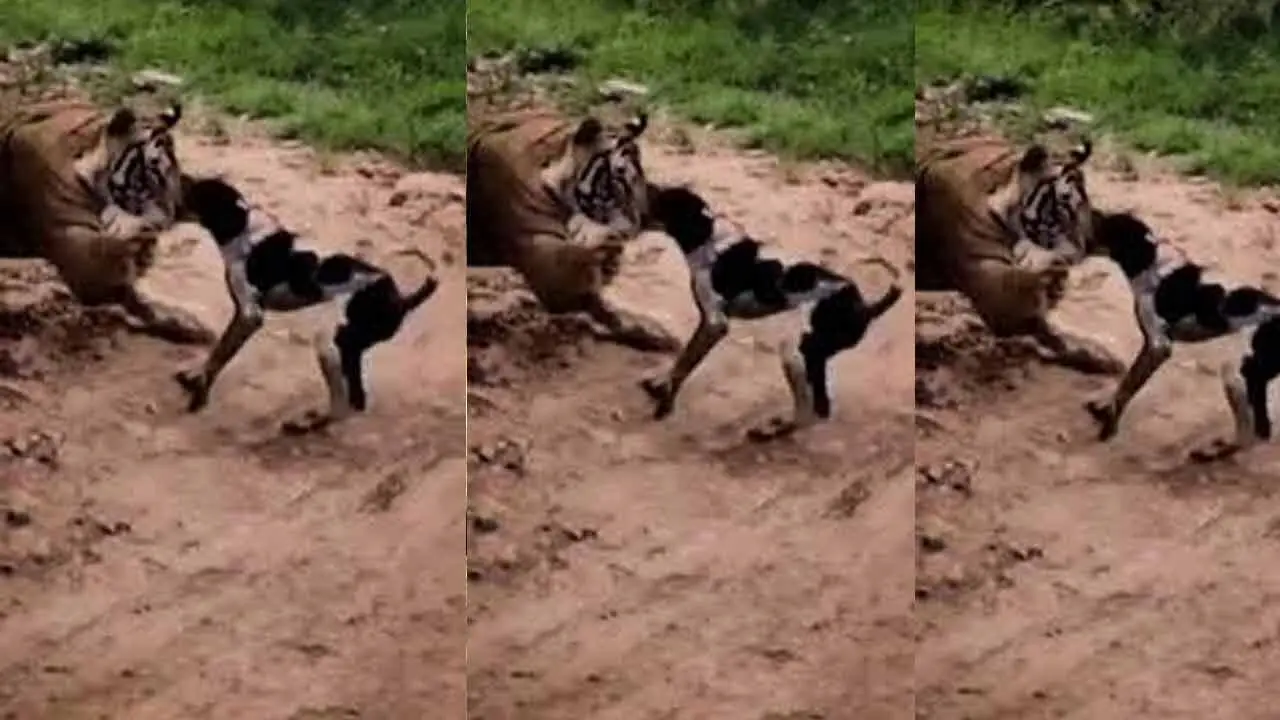 Dog vs Tiger | చెరుకు తోట‌లో పులితో కుక్క భీక‌ర యుద్ధం.. ఎందుకో తెలుసా..?