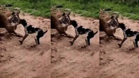 Dog vs Tiger | చెరుకు తోట‌లో పులితో కుక్క భీక‌ర యుద్ధం.. ఎందుకో తెలుసా..?