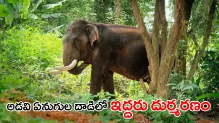Wild Elephants | తమిళనాడులో దారుణం : కాపలా ఉన్న రైతులను చంపిన అడవి ఏనుగులు