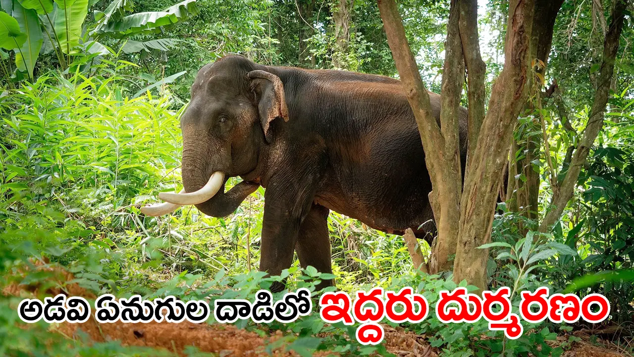 Wild elephant spotted inside dense vegetation near Sathyamangalam Tiger Reserve in Tamil Nadu, where two farmers were killed in recent elephant attacks