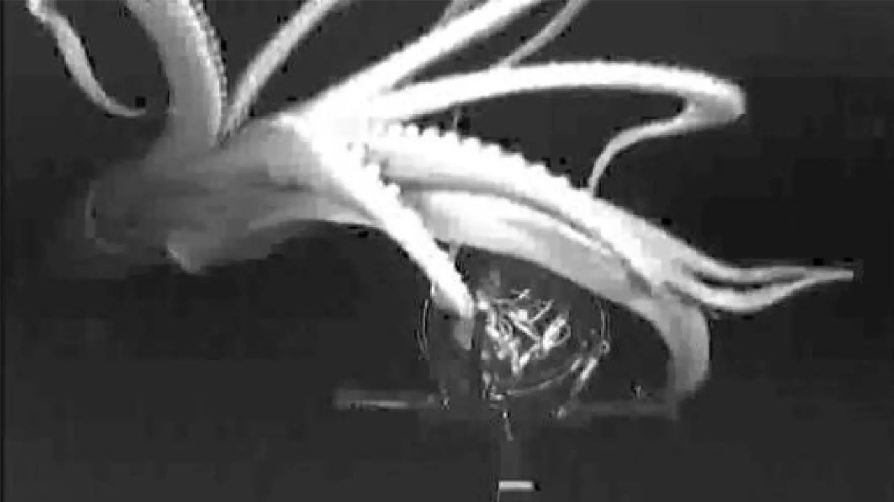 kraken-giant-squid-truth