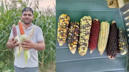 Maize Cultivation | ఒక్కో మొక్క‌జొన్న కంకి రూ. 200..! మొక్క‌జొన్న‌లందు ఈ మొక్క‌జొన్న వేర‌యా..!