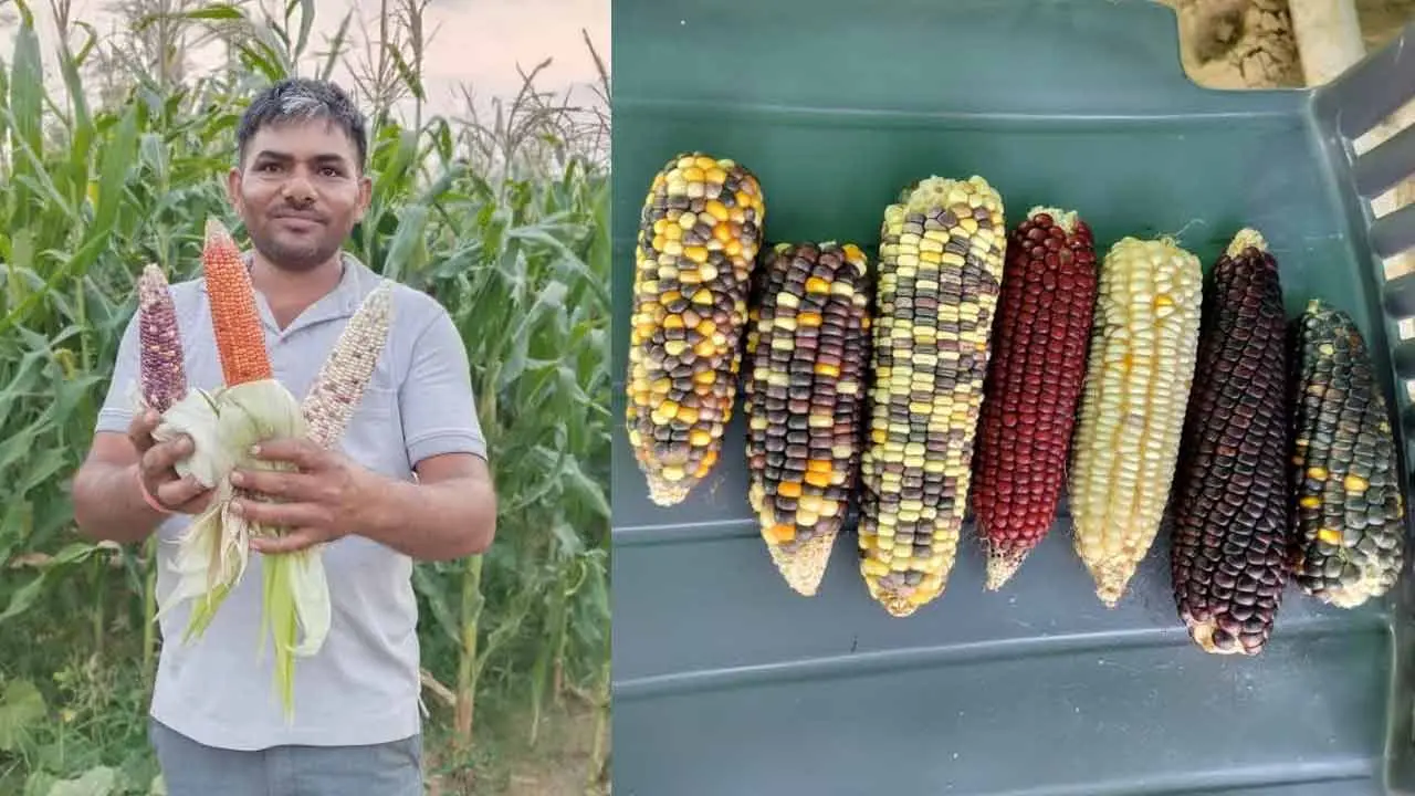 Maize Cultivation | ఒక్కో మొక్క‌జొన్న కంకి రూ. 200..! మొక్క‌జొన్న‌లందు ఈ మొక్క‌జొన్న వేర‌యా..!