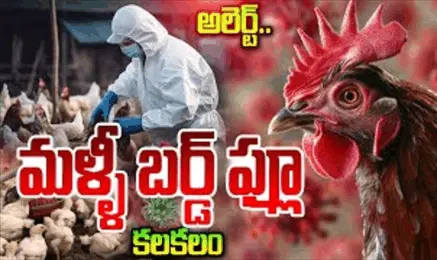 AP bird flu| ఏపీలో మళ్లీ బర్డ్ ఫ్లూ కలకలం..28వేల కోళ్ల మృతి