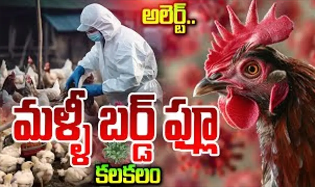 AP bird flu| ఏపీలో మళ్లీ బర్డ్ ఫ్లూ కలకలం..28వేల కోళ్ల మృతి
