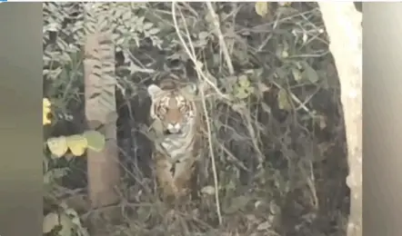 Srisailam tiger video viral|  శ్రీశైలం దారిలో శివయ్య భక్తులకు పెద్దపులి సర్ ప్రైజ్!