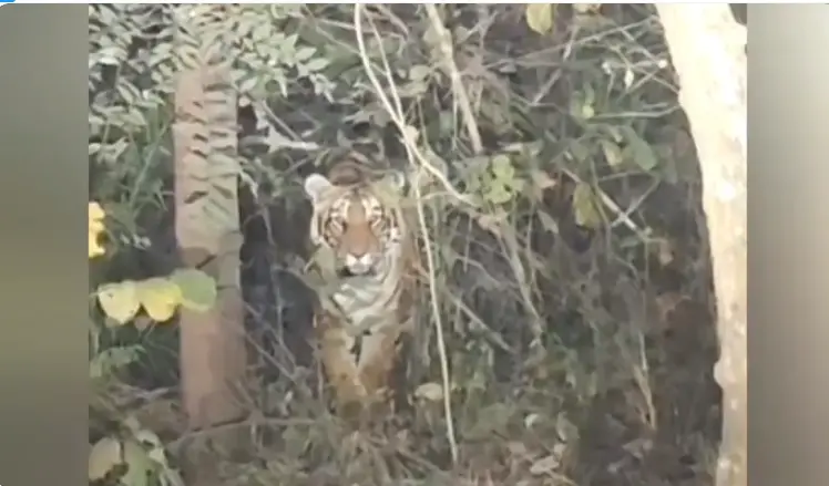 Srisailam tiger video viral|  శ్రీశైలం దారిలో శివయ్య భక్తులకు పెద్దపులి సర్ ప్రైజ్!