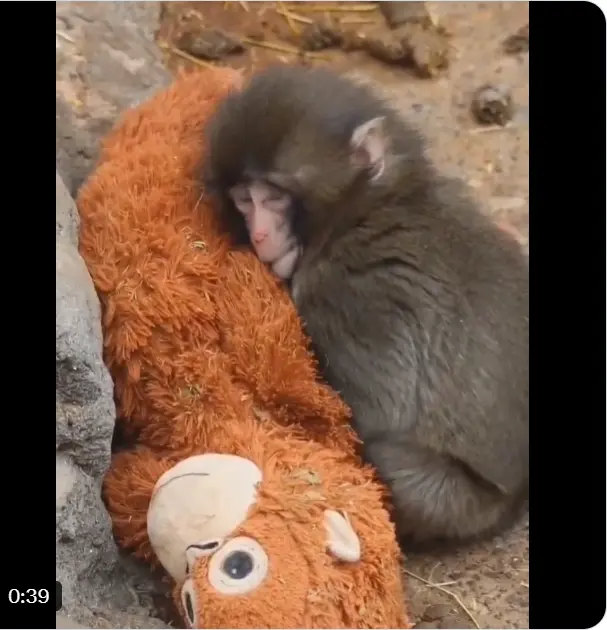 Panchi Kun monkey Viral Video| అనాధ కోతి పిల్ల..పంచి కున్ వీడియో వైరల్