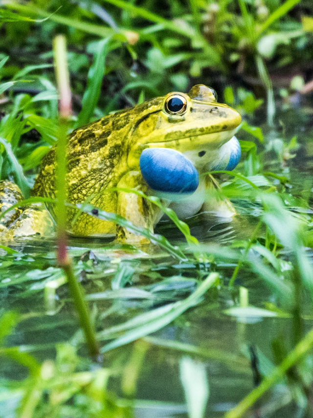 Frogs | కప్పలు బెకబెక సౌండ్ చేయడానికి కారణం ఇదే.. అవి సిగ్నల్స్ ఇస్తాయట!