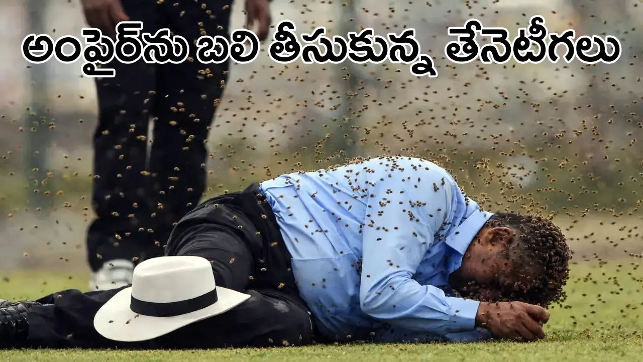 Umpire Dies of Bee Attack | క్రికెట్ మ్యాచ్‌లో విషాదం: తేనేటీగల దాడిలో అంపైర్ మృతి