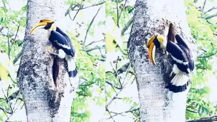 Love Hornbills Day : ప్రేమికులకే ఆదర్శం..ఆ దేశం పక్షుల జంట !