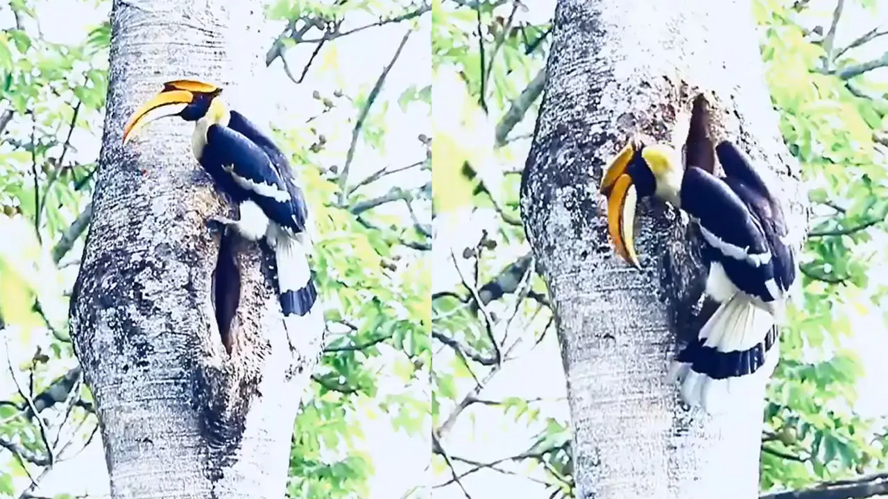 Love Hornbills Day : ప్రేమికులకే ఆదర్శం..ఆ దేశం పక్షుల జంట !