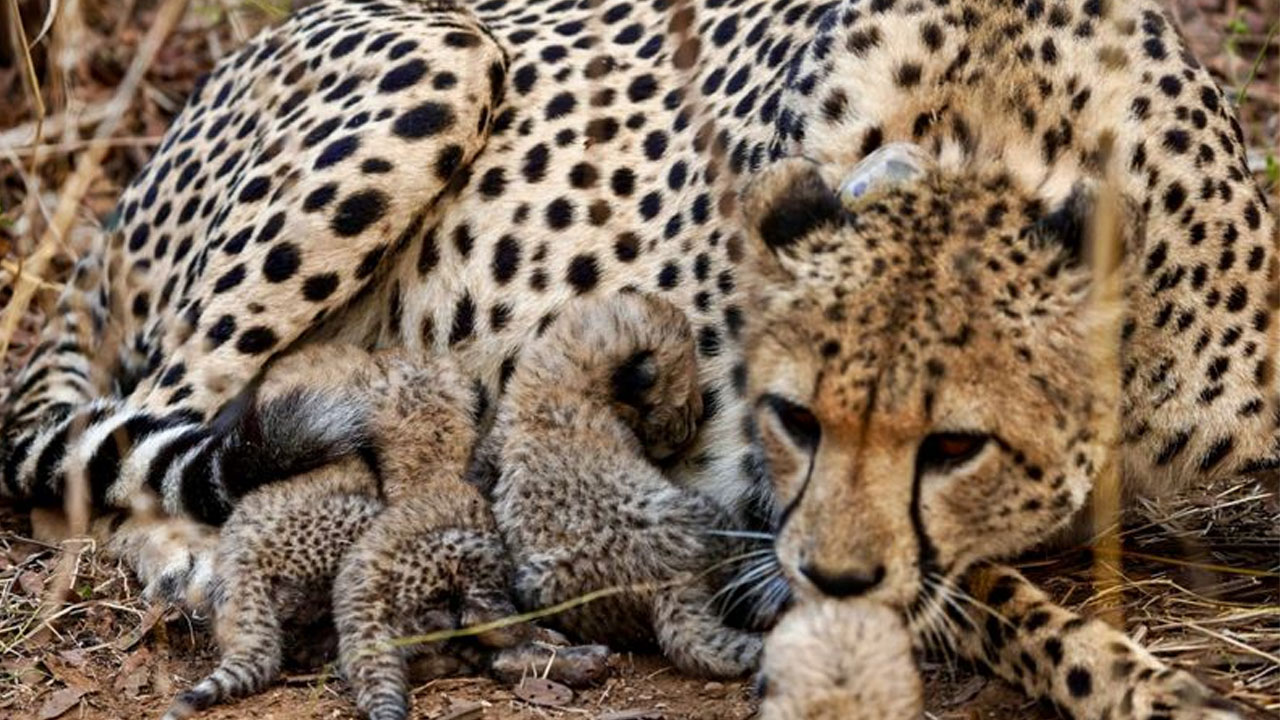 Kuno National Park | కూనో పార్కులోకి మరో తొమ్మిది చీతాలు!