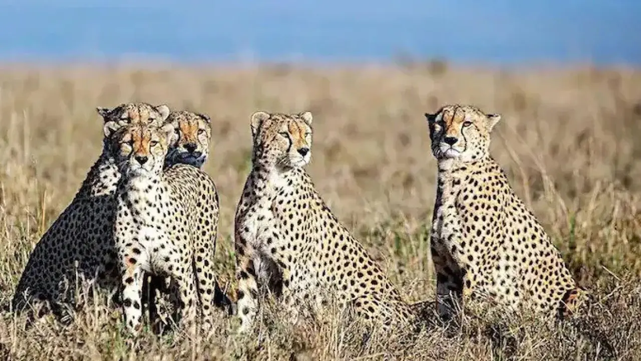 Cheetah Meals | ఏడాదిలో రూ.1.27 కోట్ల మేక‌ల్ని తిన్న చీతాలు
