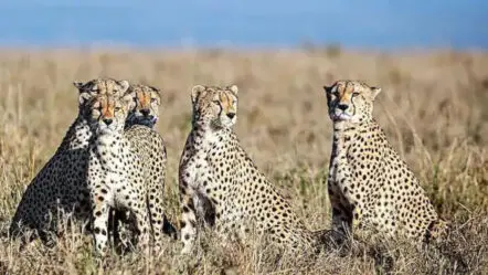 Cheetah Meals | ఏడాదిలో రూ.1.27 కోట్ల మేక‌ల్ని తిన్న చీతాలు