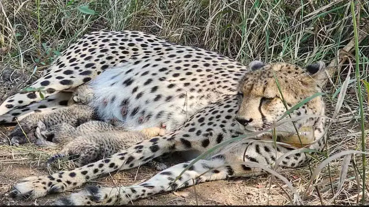 Cheetah | మూడు కూన‌ల‌కు జ‌న్మ‌నిచ్చిన ‘గామిని’