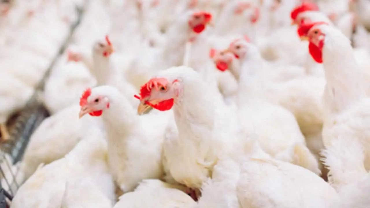Chicken | నాన్ వెజ్ ప్రియుల‌కు ఊర‌ట‌.. త‌గ్గిన కోడి కూర ధ‌ర‌లు..!