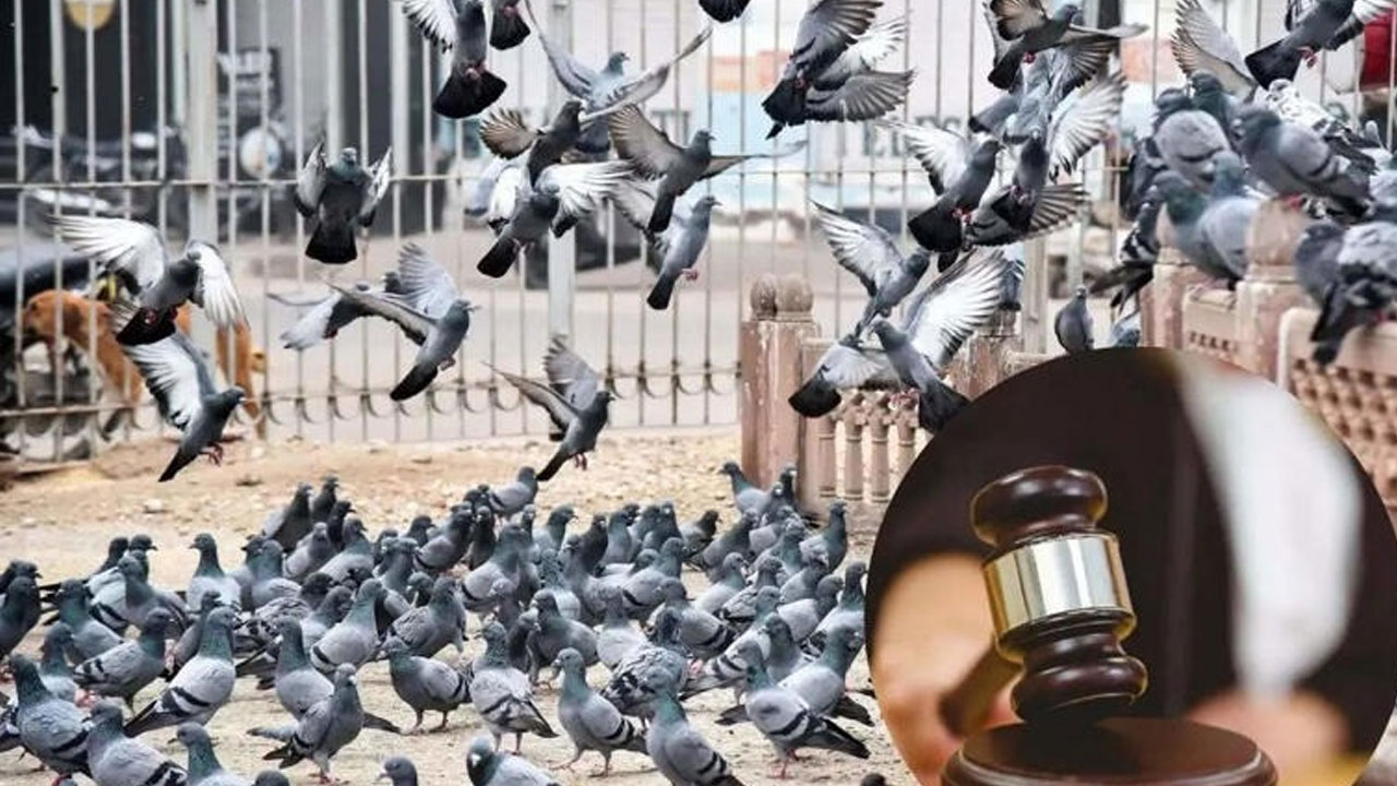 Feeding Pigeons