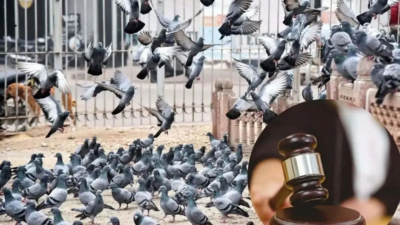 Feeding Pigeons | పావురాల‌కు దాణా వేసి కోర్టు ఆగ్ర‌హానికి గురైన భార‌త సంత‌తి వృద్ధురాలు.. భారీ ఫైన్‌