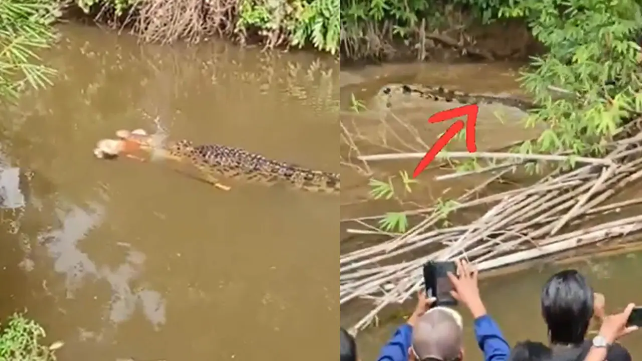 Crocodile Attack : మహిళను చంపేసిన మొసలి..వీడియో వైరల్