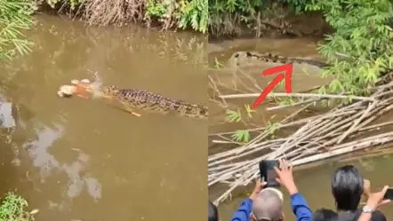 Crocodile Attack : మహిళను చంపేసిన మొసలి..వీడియో వైరల్