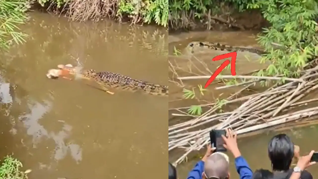 Crocodile Attack : మహిళను చంపేసిన మొసలి..వీడియో వైరల్