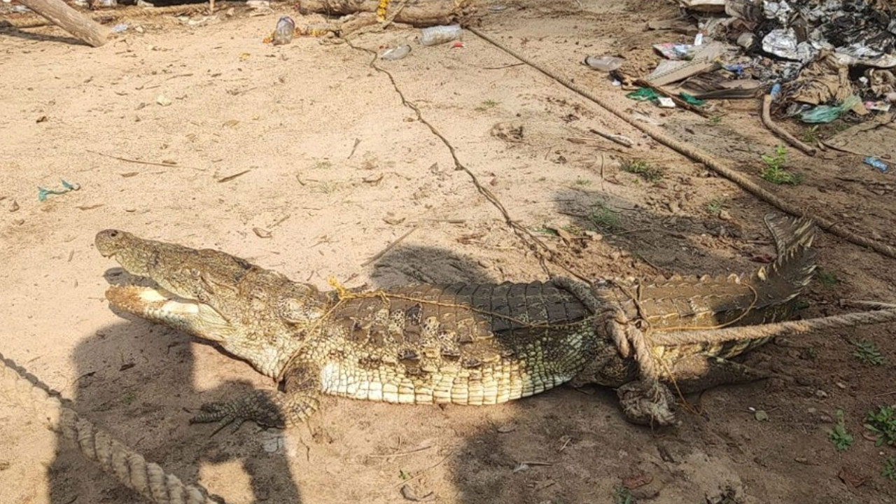 Crocodile Spotted In Godavari River