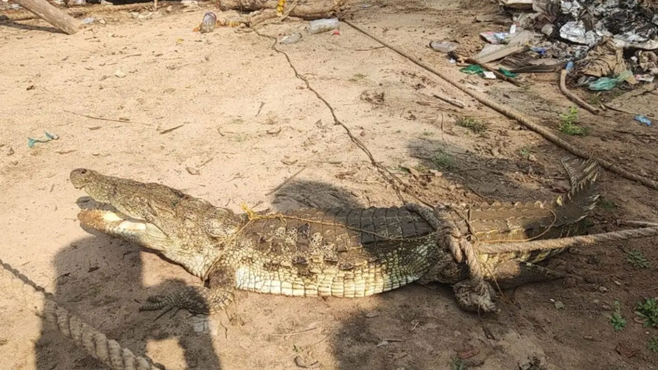 Crocodile Spotted In Godavari River : గోదావరి ఒడ్డుకు మొసళ్లు..పాపికొండల పర్యాటకులకు టెన్షన్ !